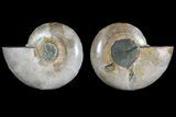 Cut & Polished Ammonite (Anapuzosia?) Pair - Madagascar #77323-1
